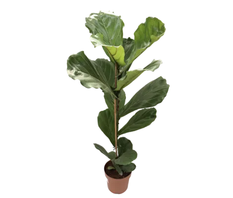 Ficus lyrata Ø17cm H60 cm