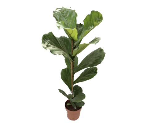 Ficus lyrata Ø17cm H60 cm